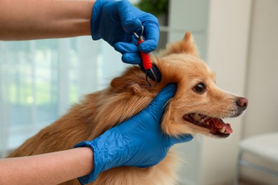 Photo of Veterinarian taking ticks off dog indoors, closeup