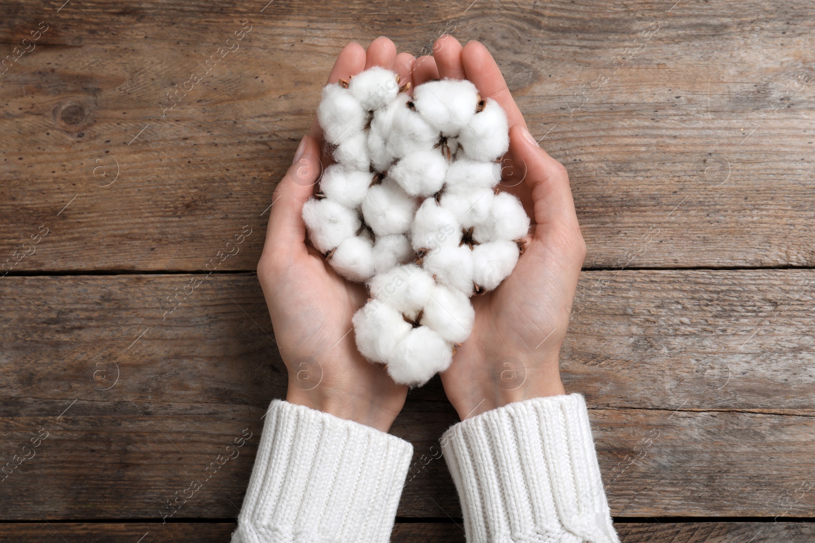 Photo of Woman holding cotton flowers on wooden background, top view