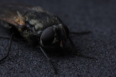 Photo of One fly on black textured background, macro view