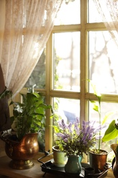 Photo of Beautiful view of sunlit houseplants on window sill