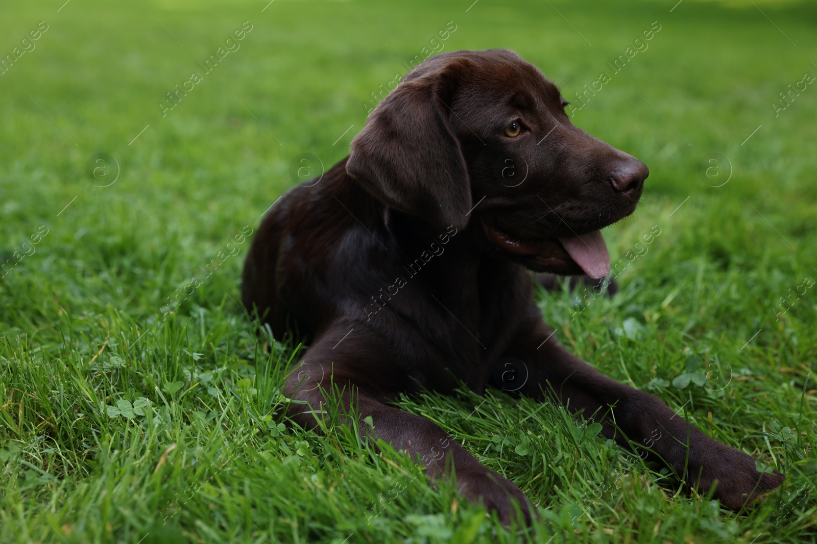 Photo of Adorable Labrador Retriever dog lying on green grass in park