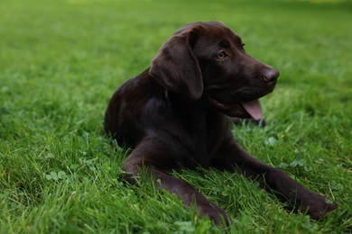 Adorable Labrador Retriever dog lying on green grass in park