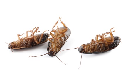 Image of Three dead cockroaches on white background, banner design. Pest control