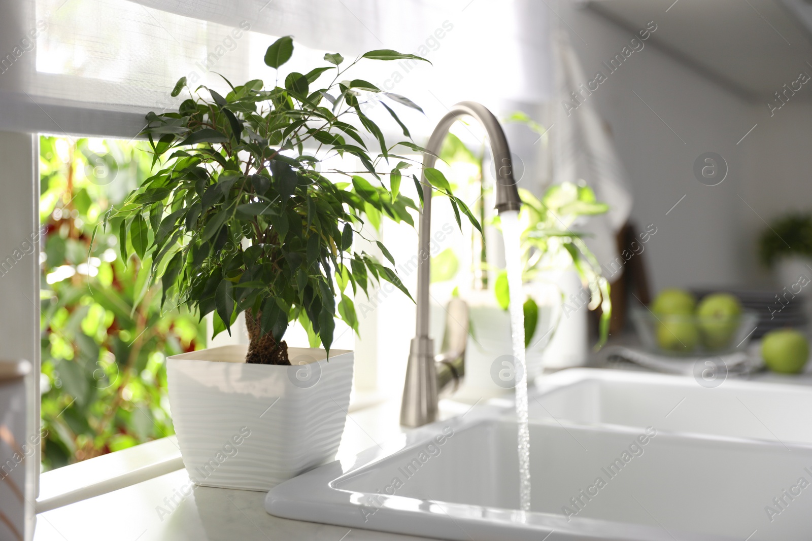 Photo of Beautiful potted plant on window sill in kitchen