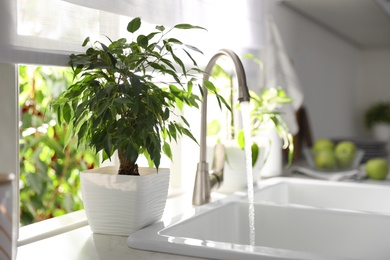 Beautiful potted plant on window sill in kitchen