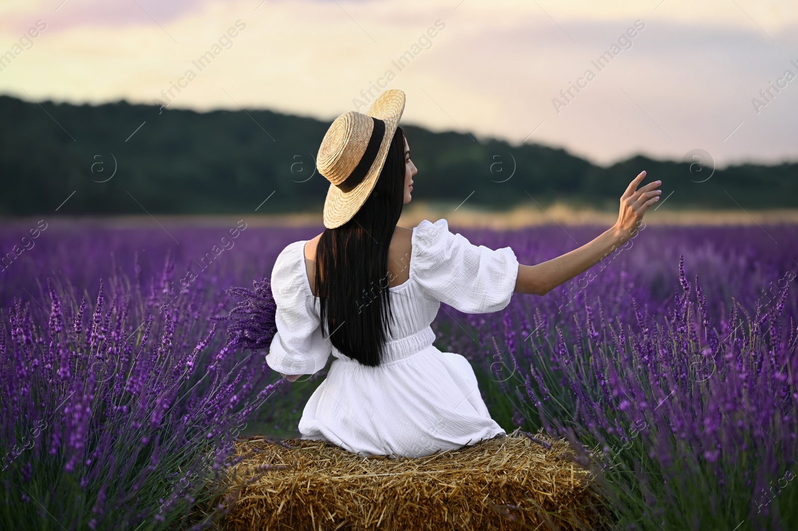 Photo of Woman sitting on hay bale in lavender field, back view