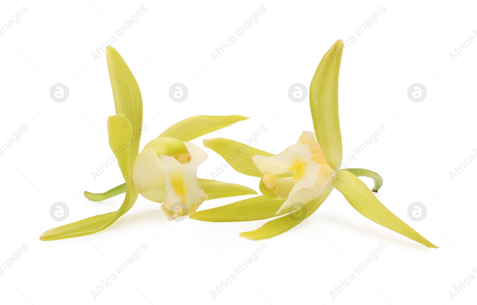 Photo of Yellow vanilla orchid flowers isolated on white