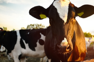 Photo of Pretty cow outdoors on sunny day, closeup. Animal husbandry