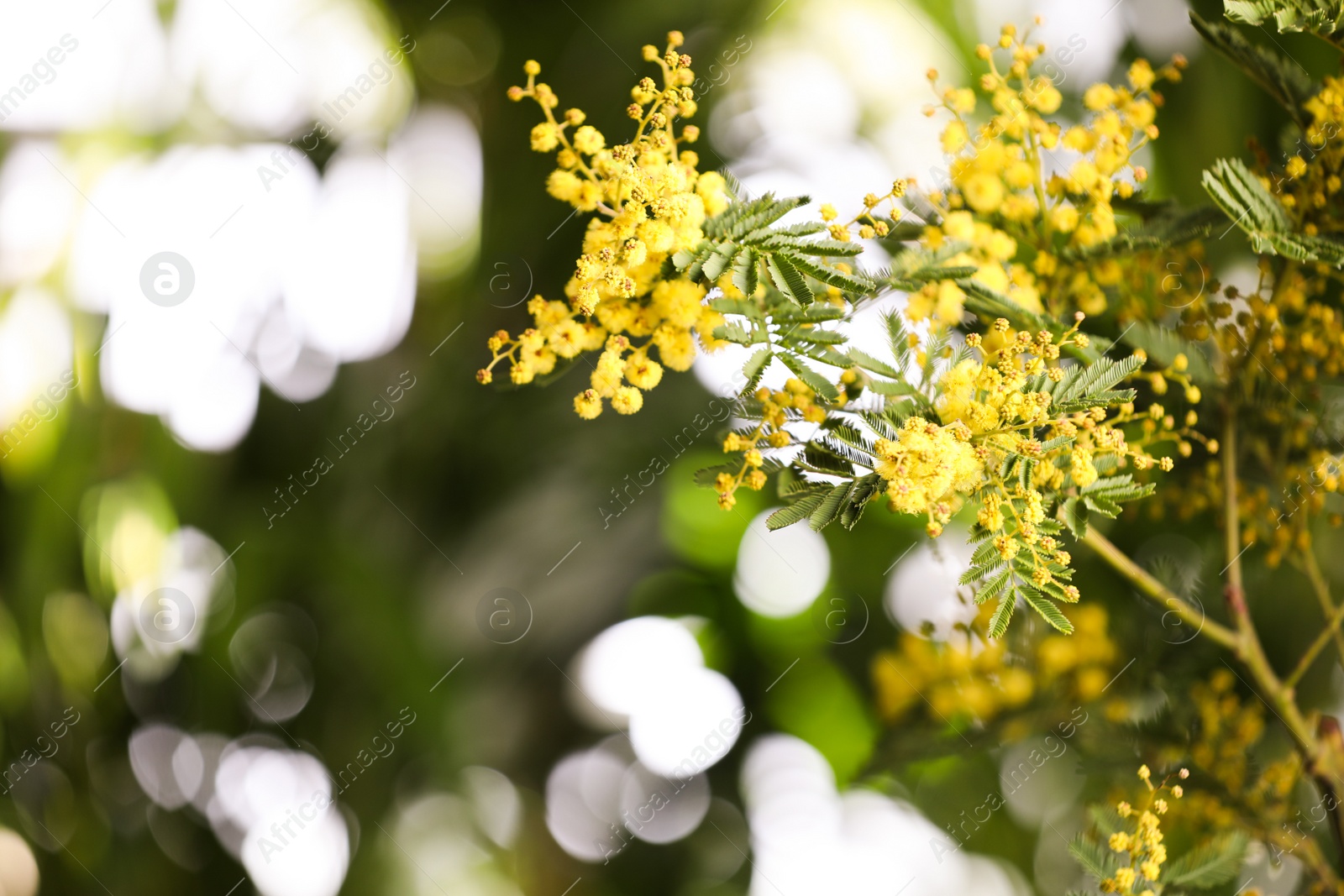 Photo of Beautiful mimosa plant on blurred background, closeup. Space for text