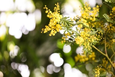 Beautiful mimosa plant on blurred background, closeup. Space for text