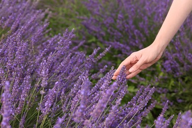 Photo of Woman touching beautiful lavender in field, closeup