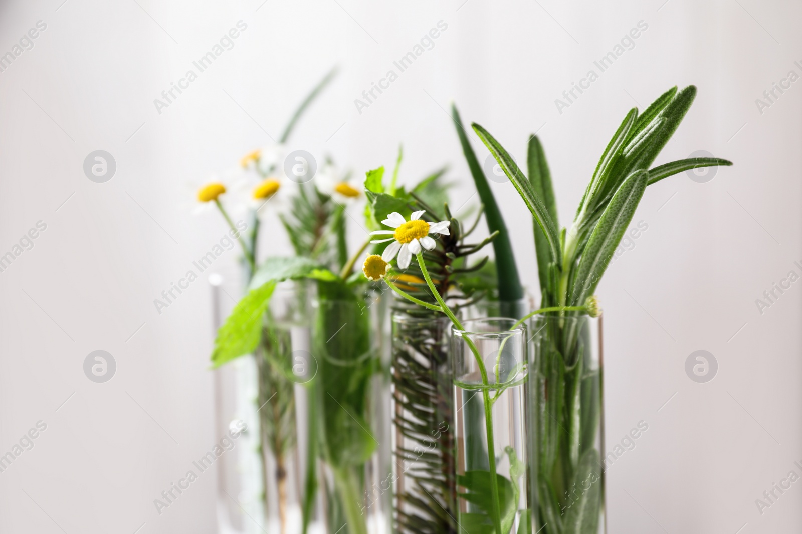 Photo of Test tubes of different essential oils with plants against light background, closeup