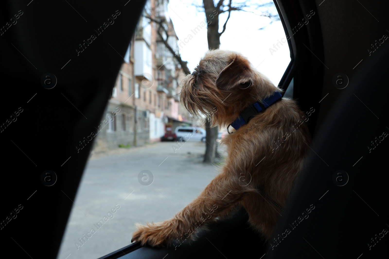 Photo of Adorable little dog looking out from car window. Exciting travel