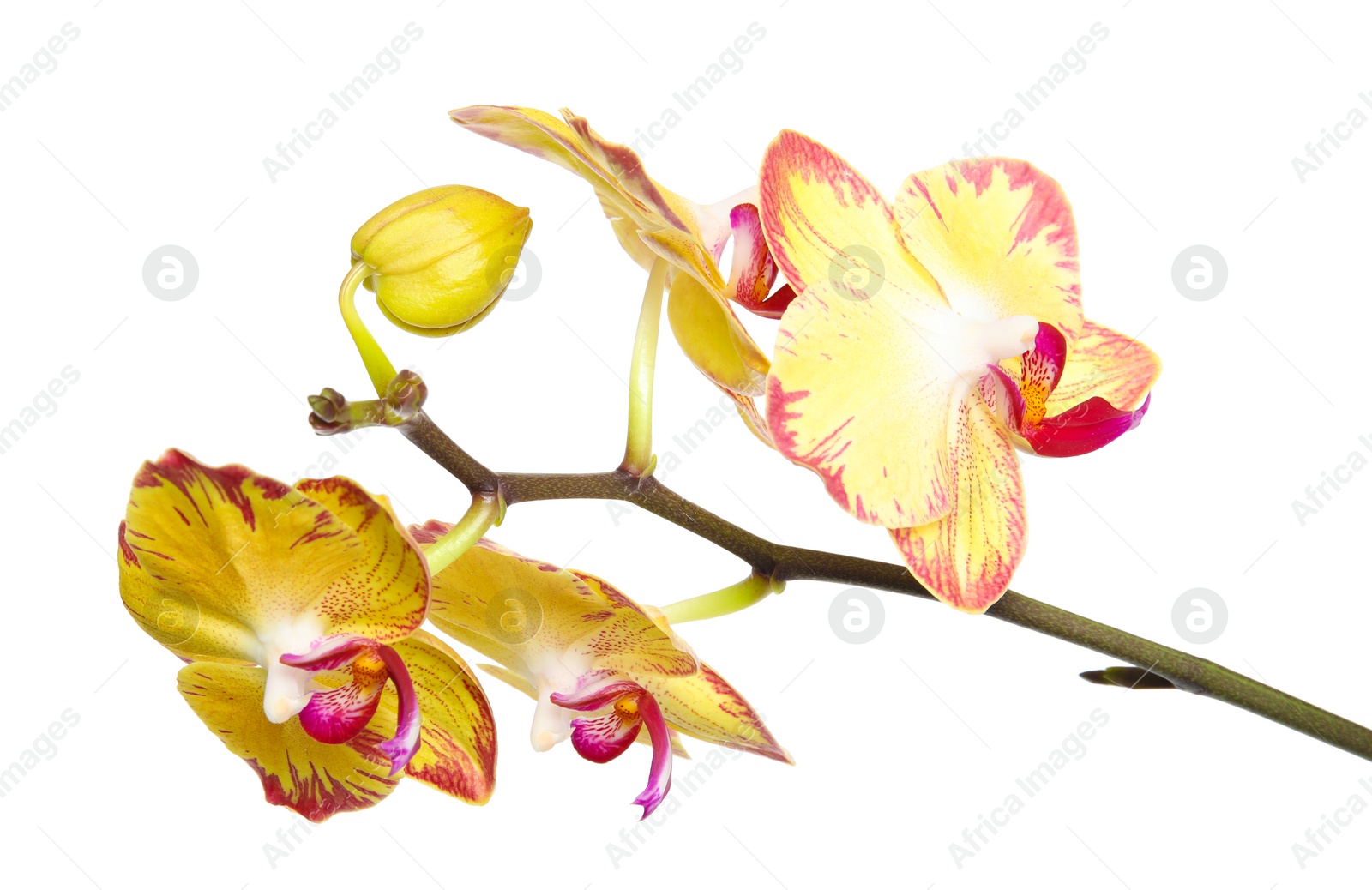 Photo of Beautiful orchid flower on white background. Tropical plant