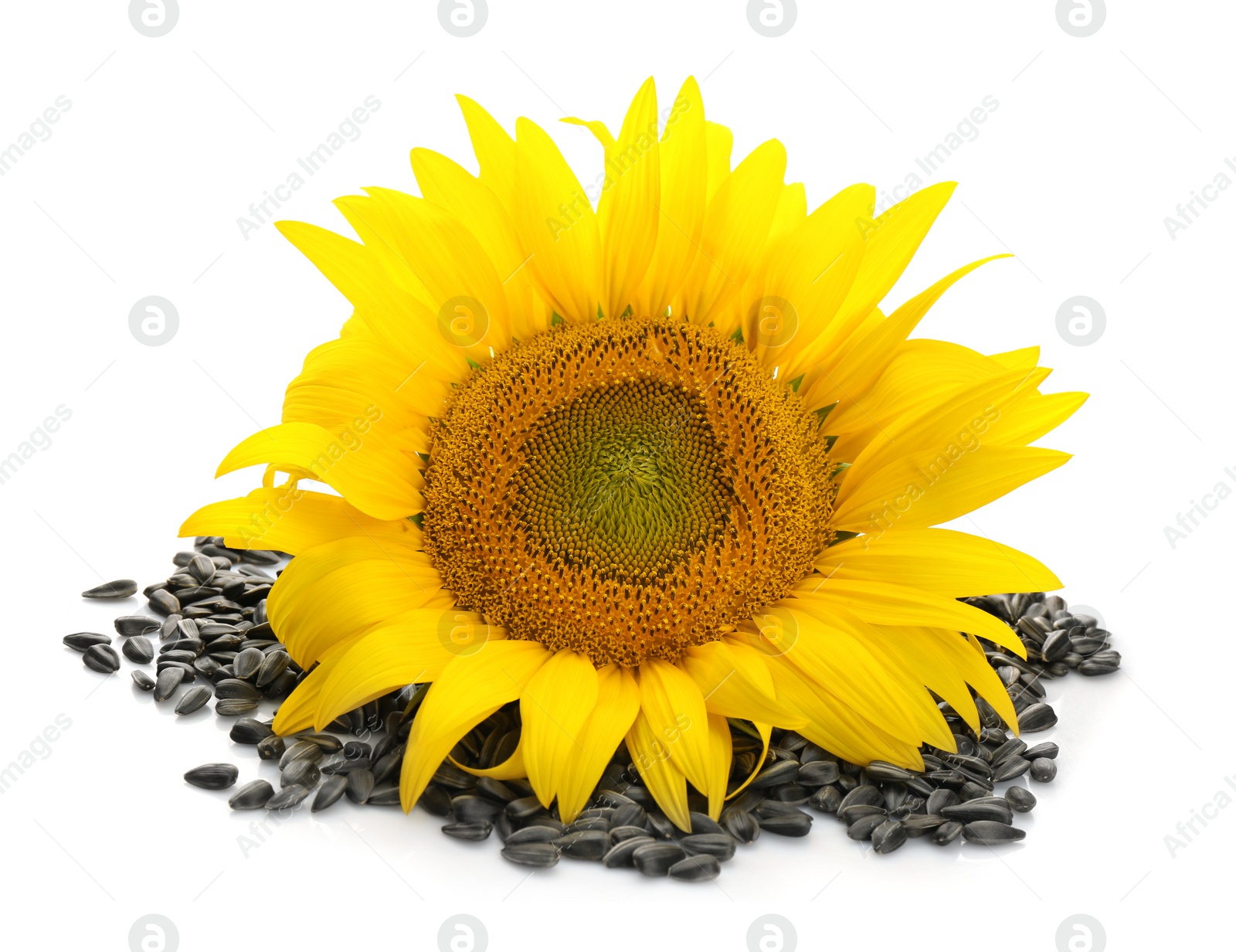 Photo of Beautiful sunflower and seeds on white background