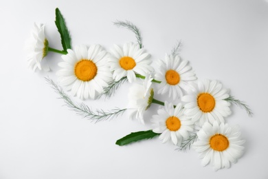 Beautiful chamomile flowers on white background