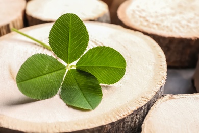 Photo of Green four-leaf clover on wooden background