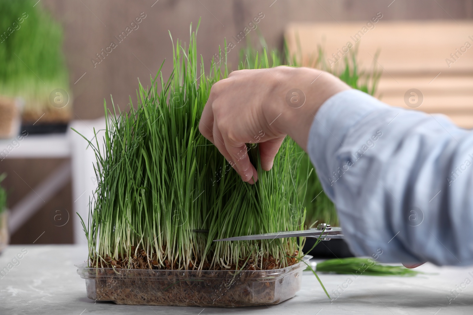 Photo of Woman cutting sprouted wheat grass with scissors at table, closeup