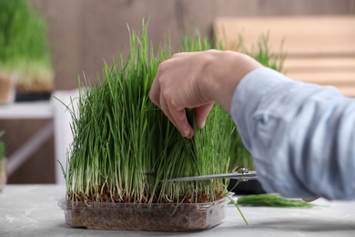 Woman cutting sprouted wheat grass with scissors at table, closeup