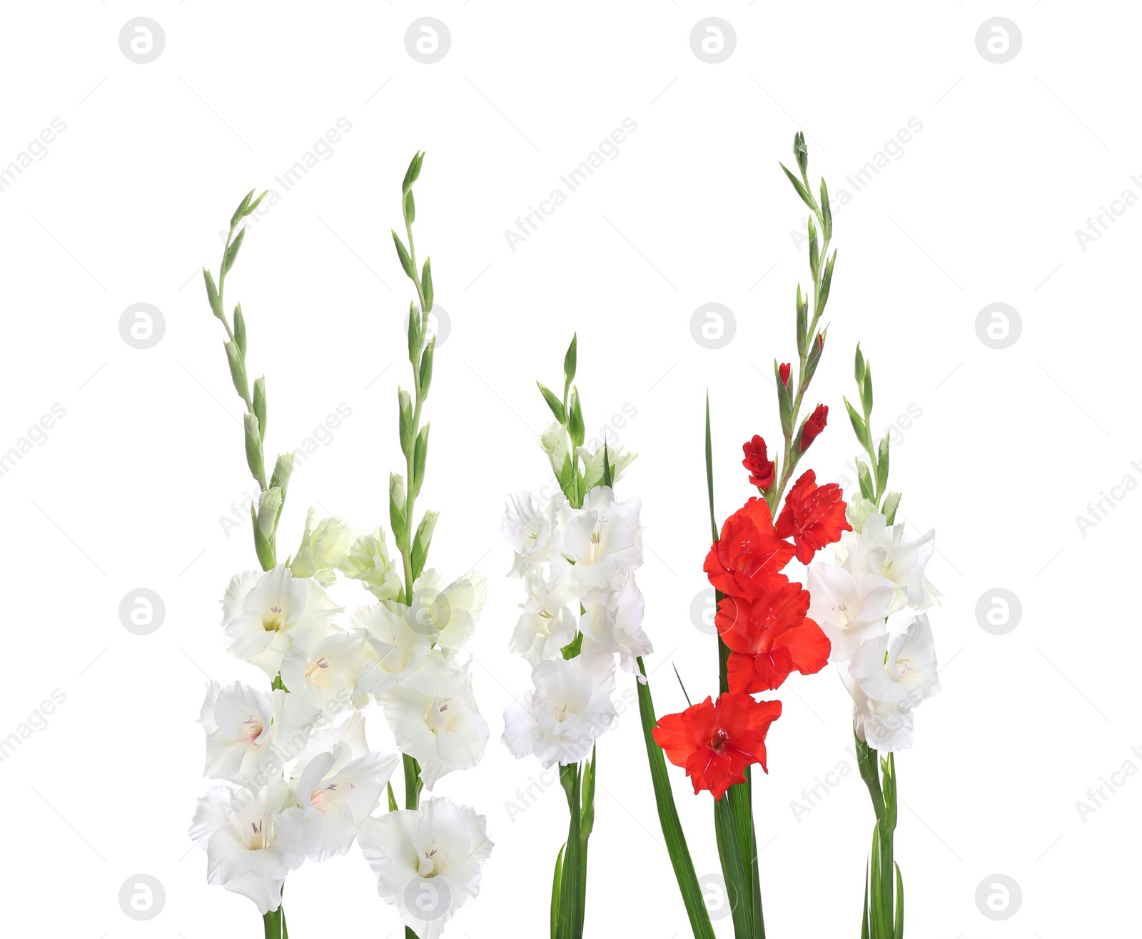 Photo of Beautiful color gladiolus flowers on white background