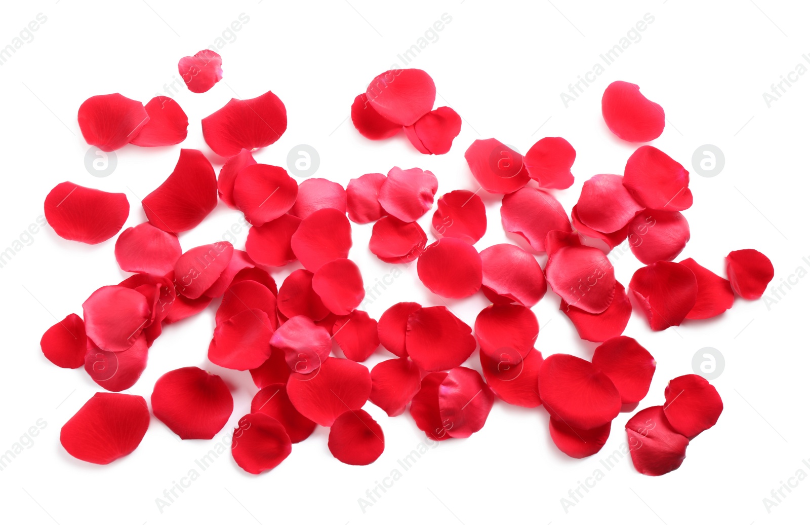 Photo of Fresh red rose petals on white background, top view