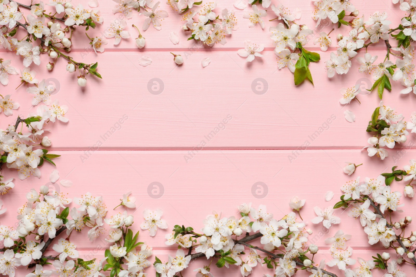 Photo of Frame of beautiful spring flowers on pink wooden background, flat lay. Space for text