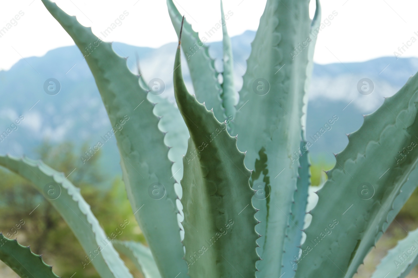 Photo of Beautiful green agave plant growing outdoors, closeup