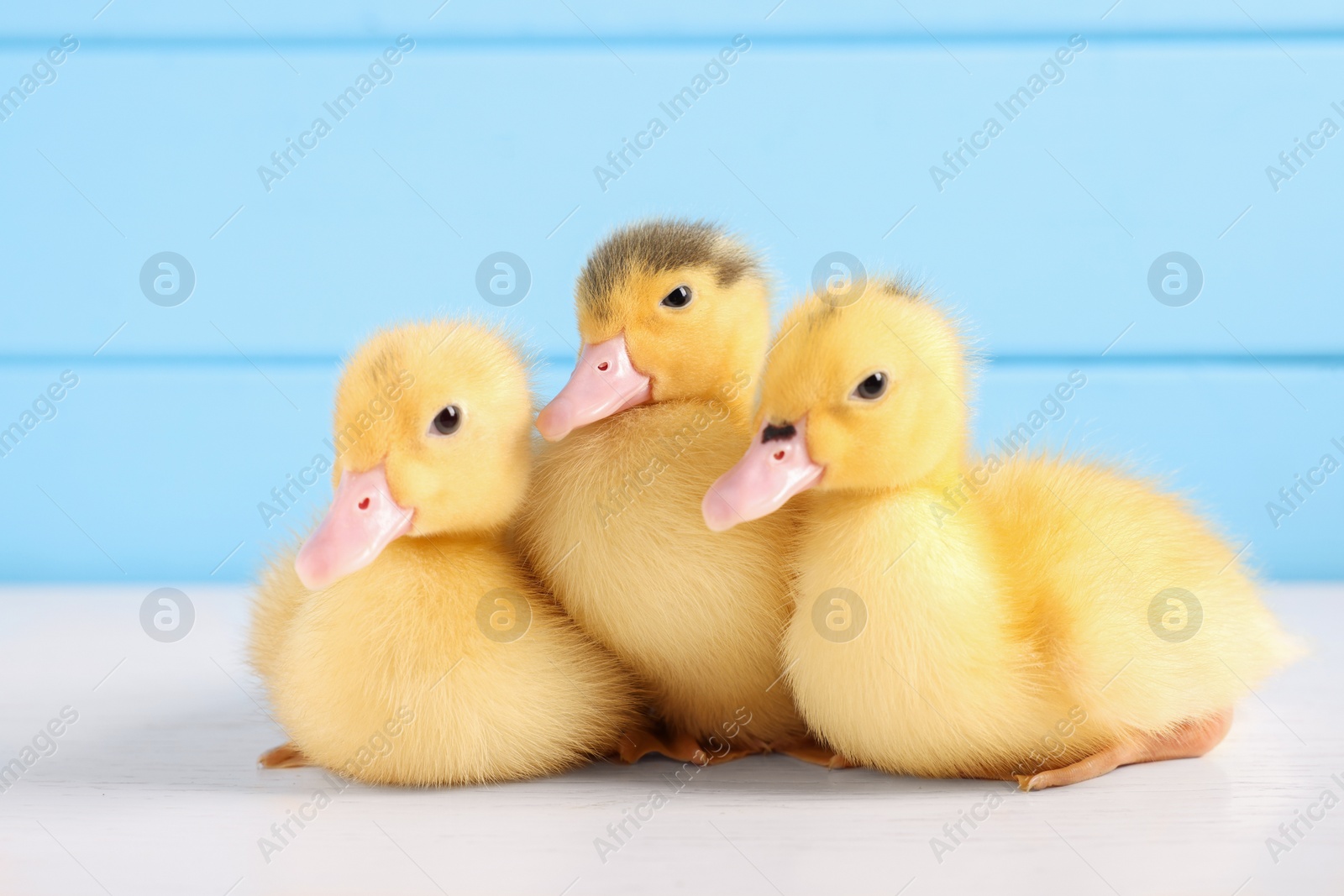 Photo of Baby animals. Cute fluffy ducklings on white wooden table near light blue wall