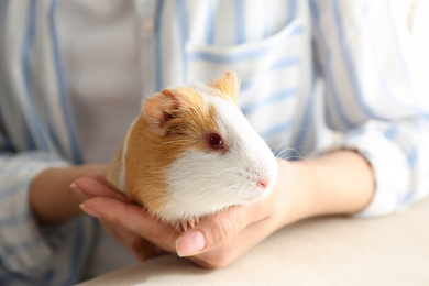 Woman holding cute small guinea pig indoors, closeup