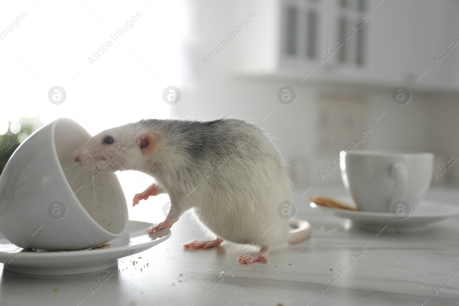 Photo of Rat near dirty dishes on table indoors. Pest control