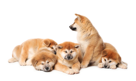 Photo of Cute Akita Inu puppies on white background. Baby animals