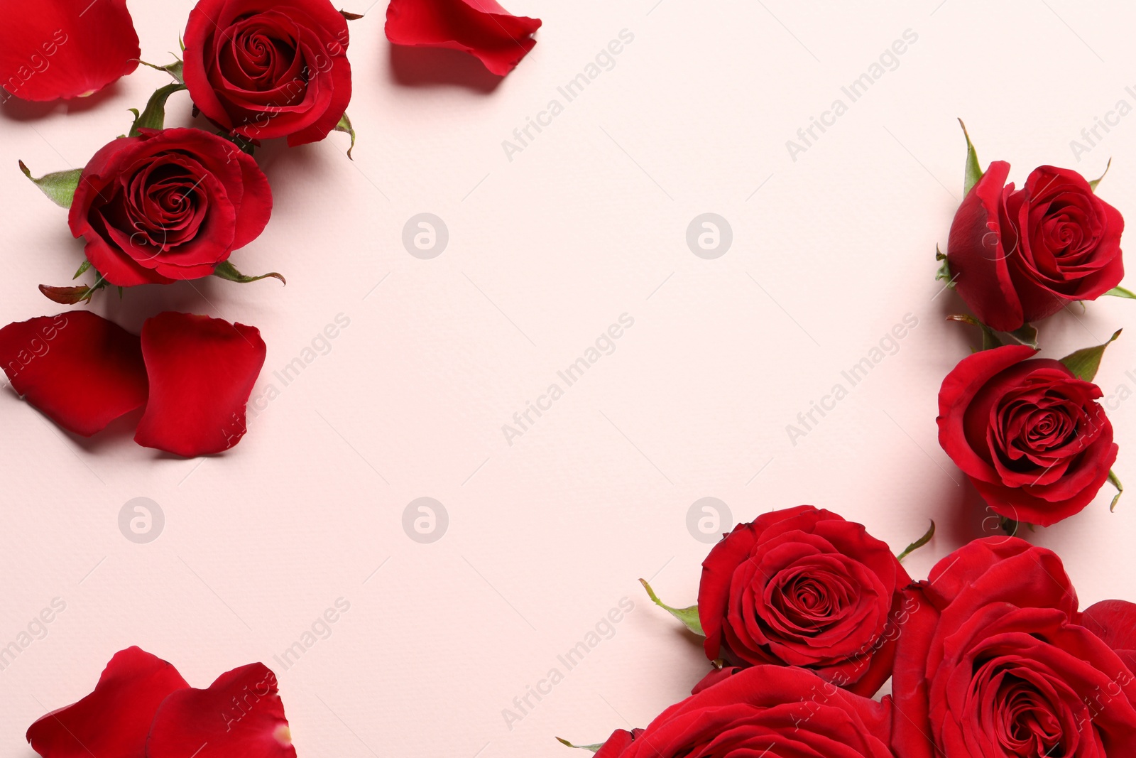 Photo of Beautiful red roses and petals on pale pink background, flat lay. Space for text