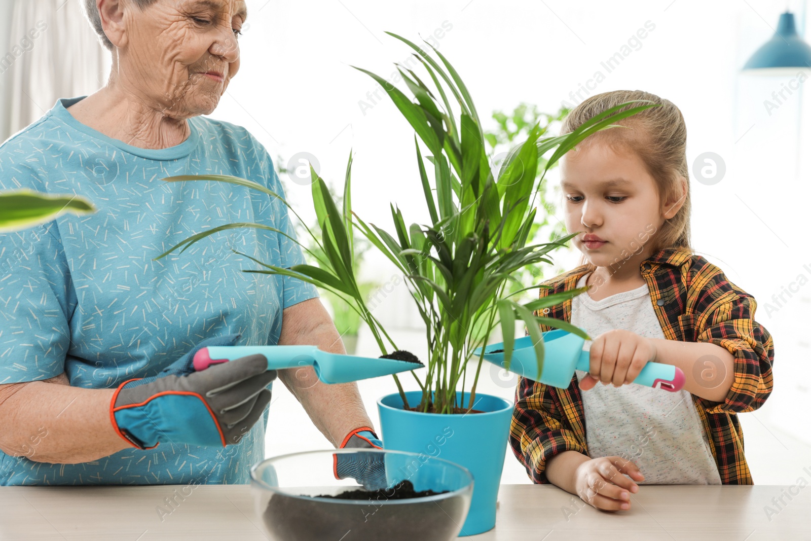 Photo of Little girl and her grandmother taking care of plants indoors