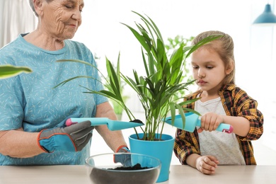 Little girl and her grandmother taking care of plants indoors