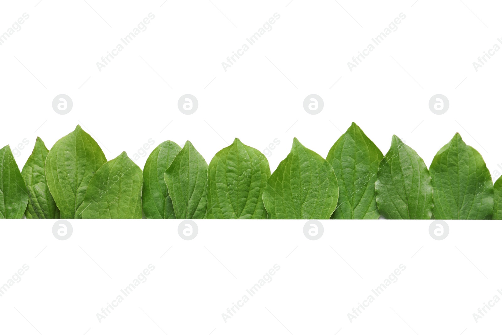 Photo of Blank card and spring green leaves on white background, top view. Space for text