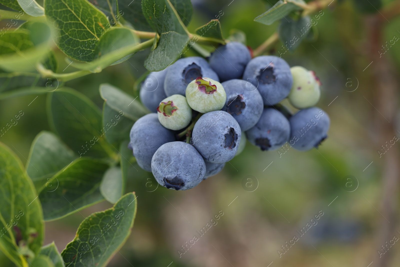 Photo of Wild blueberries growing outdoors, closeup. Seasonal berries