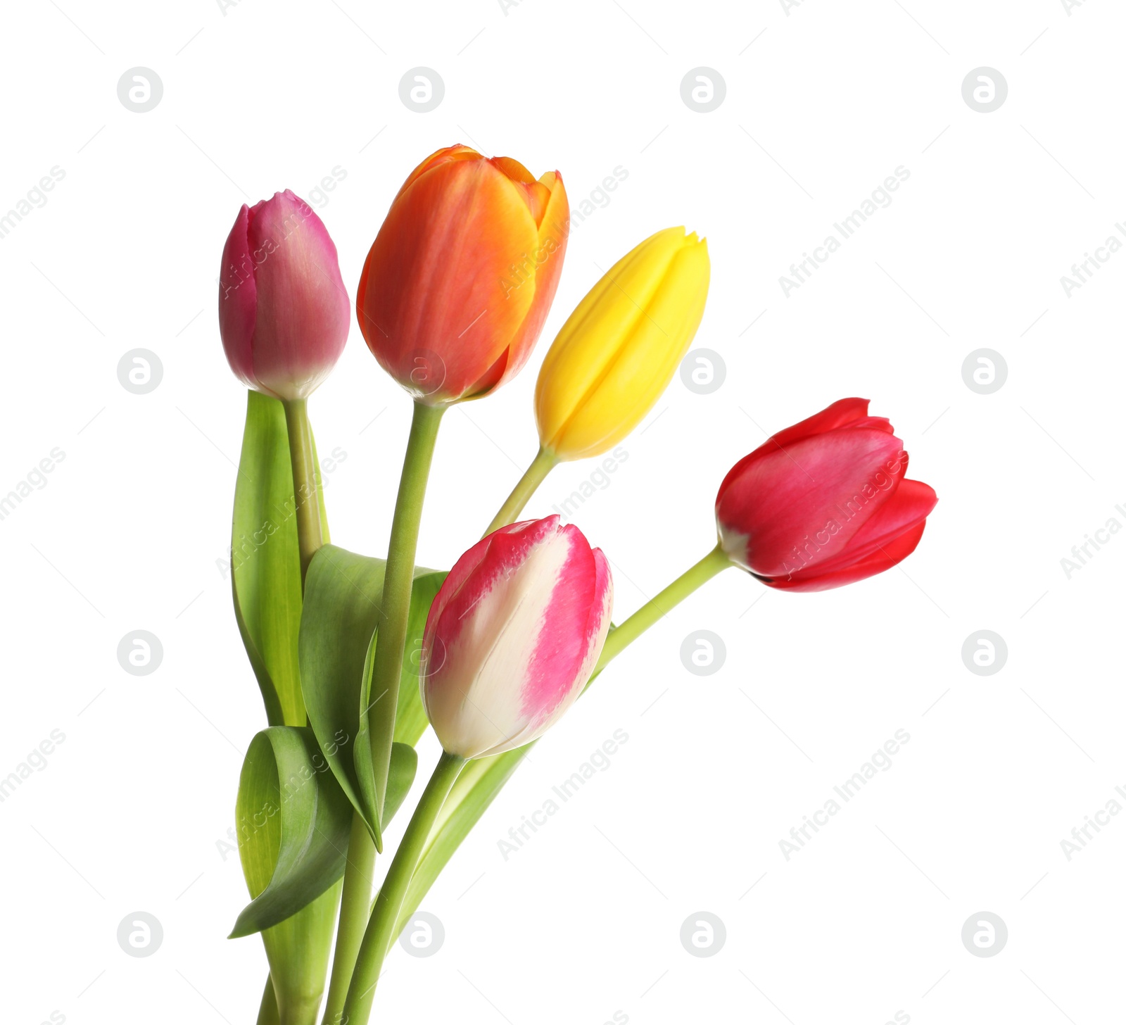 Photo of Beautiful bright tulips on white background. Spring flowers