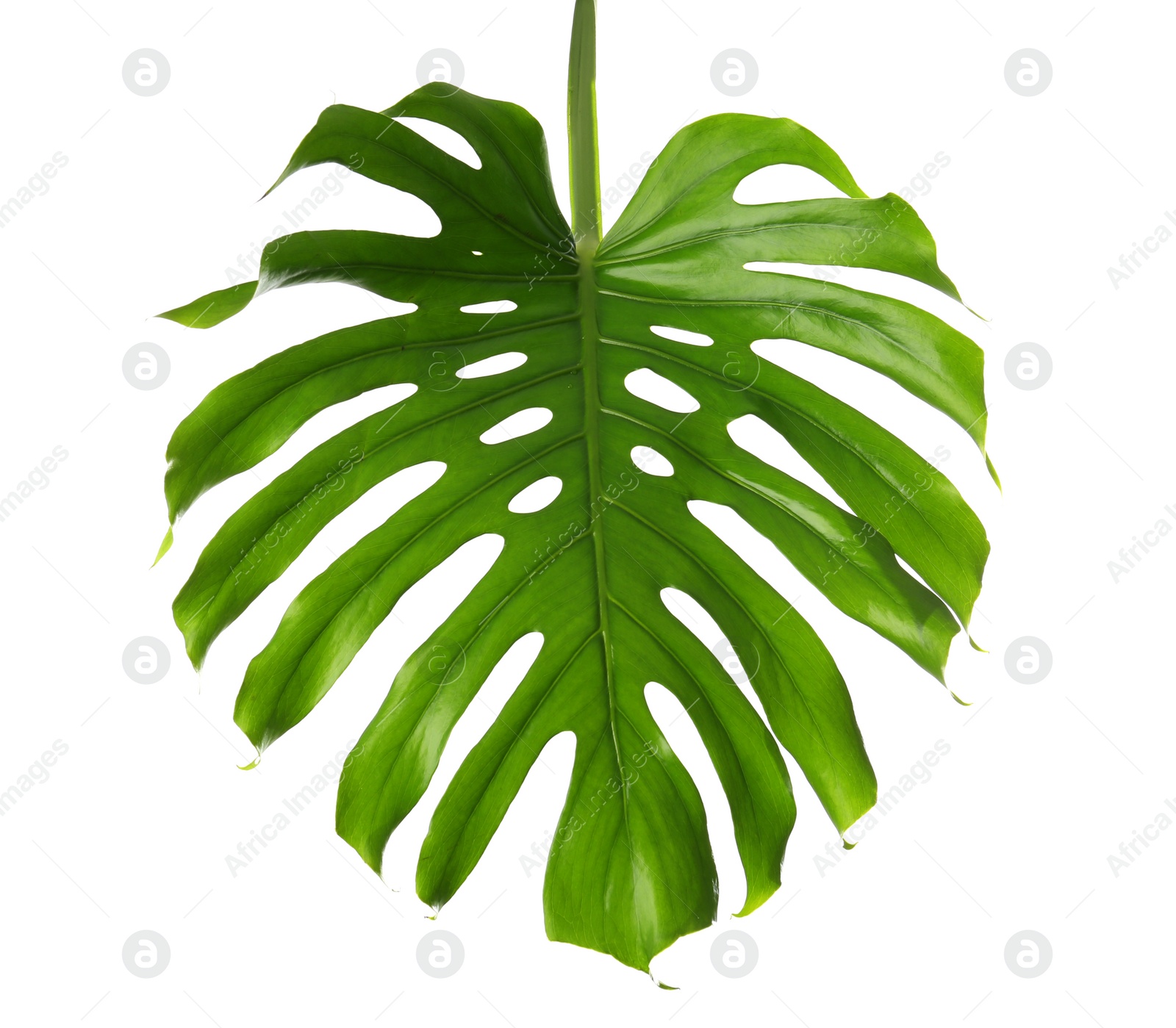 Photo of Fresh tropical monstera leaf on white background