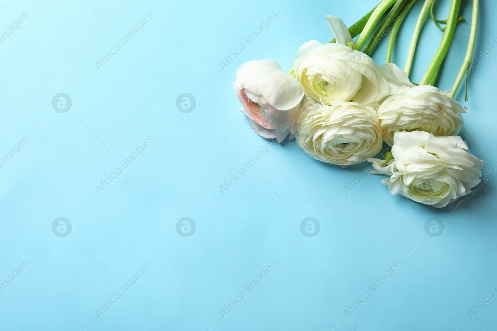 Photo of Beautiful ranunculus flowers on color background