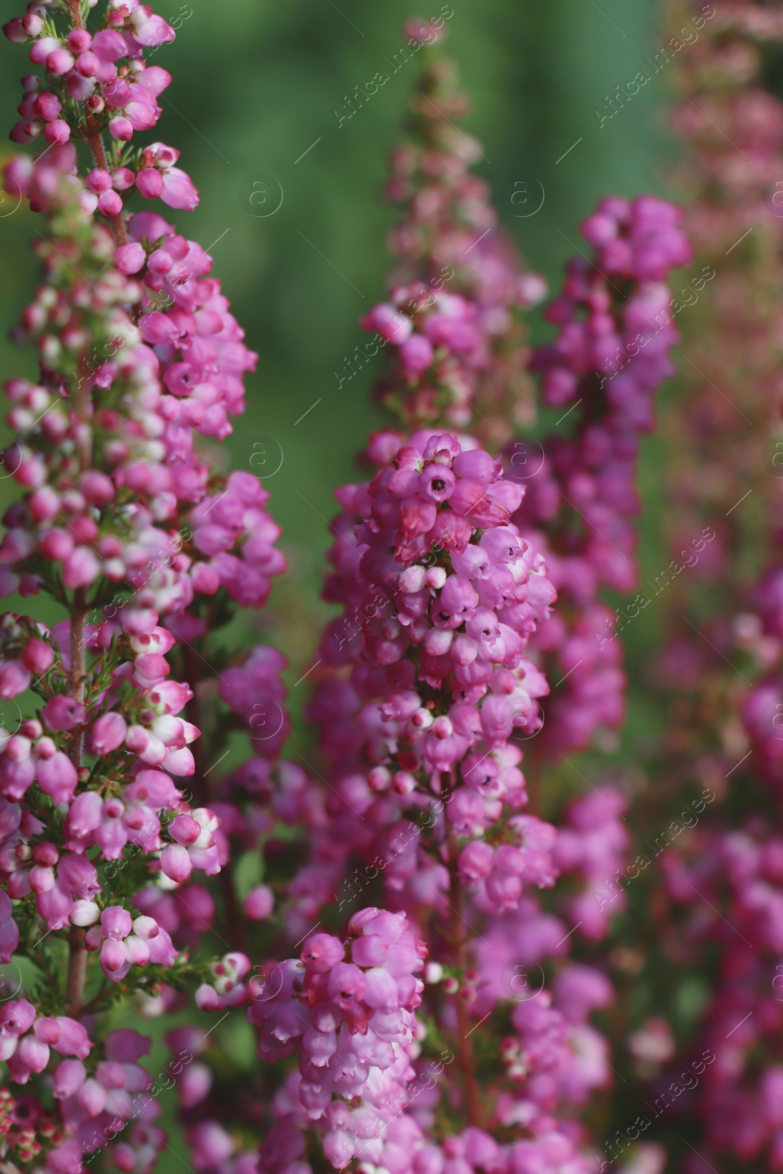 Photo of Heather shrub with blooming flowers outdoors, closeup