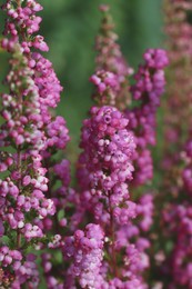 Photo of Heather shrub with blooming flowers outdoors, closeup