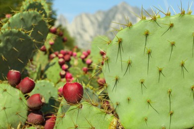 Photo of Beautiful prickly pear cacti growing outdoors on sunny day, closeup. Space for text