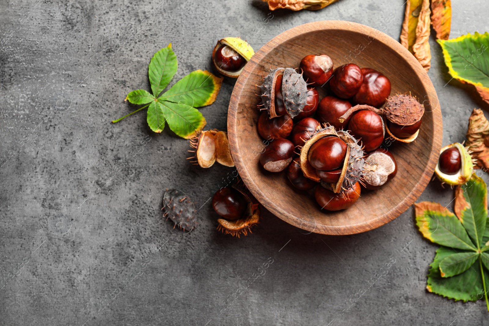 Photo of Horse chestnuts and leaves on grey table, flat lay. Space for text