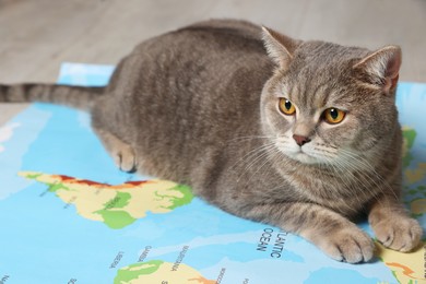 Photo of Cute cat on world map at home. Travel with pet concept