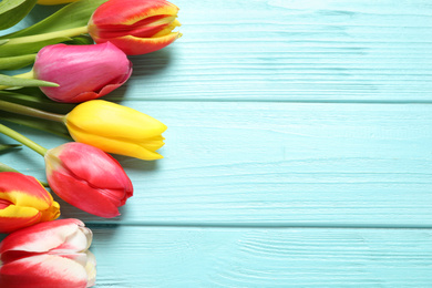 Beautiful spring tulips on light blue wooden table, flat lay. Space for text