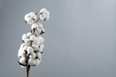 Beautiful cotton branch with fluffy flowers on light grey background, space for text