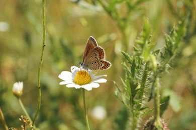 Photo of Beautiful butterfly on chamomile flower outdoors, closeup