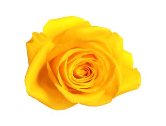 Photo of One beautiful yellow rose isolated on white