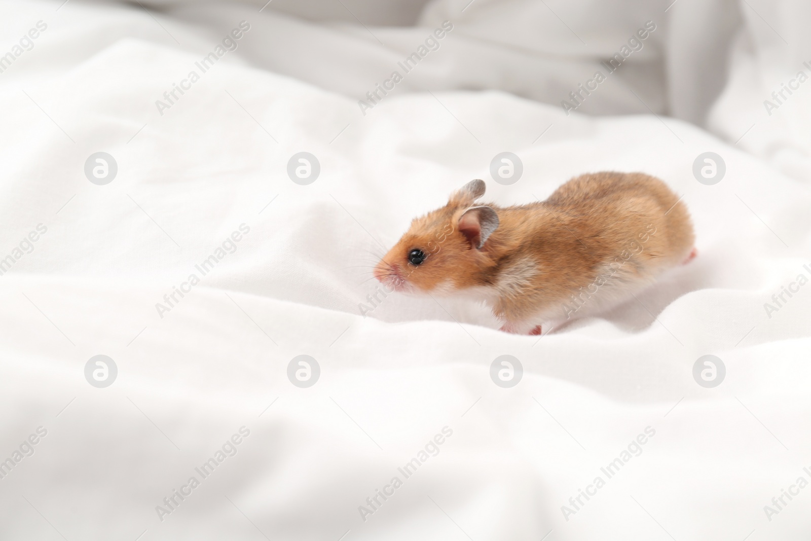 Photo of Cute little hamster in white fabric, space for text