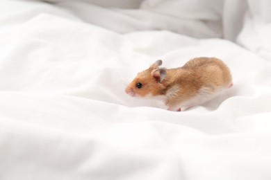 Cute little hamster in white fabric, space for text